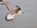 Flaps down