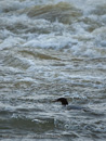 In the stormy water