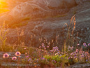 Wild chive