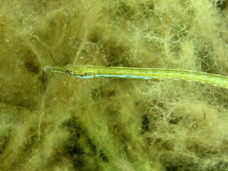 Pipefish