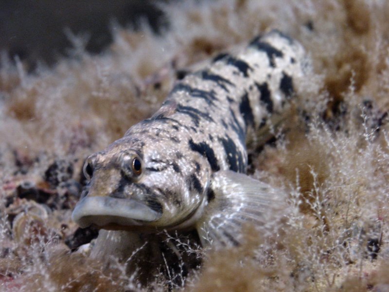 Rock eel